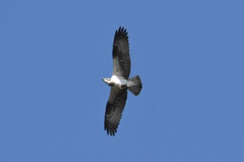 Osprey 播磨中央公園(兵庫県) Mon, 1/10/2022