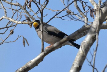 Japanese Grosbeak Arima Fuji Park Mon, 2/7/2022