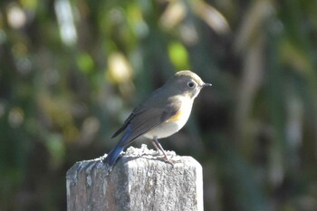 Red-flanked Bluetail 再度公園 Sun, 1/2/2022