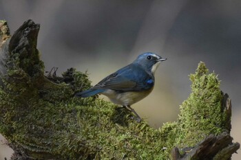 Red-flanked Bluetail 再度公園 Sun, 1/2/2022