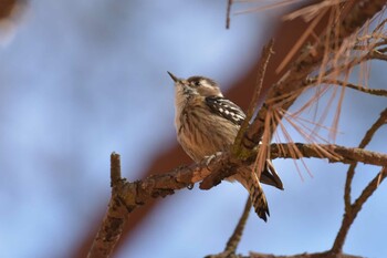 Japanese Pygmy Woodpecker 再度公園 Sun, 1/2/2022