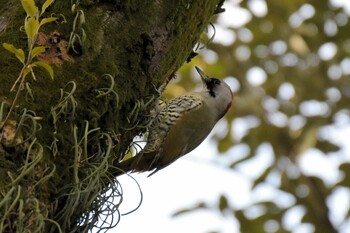 Japanese Green Woodpecker 再度公園 Sun, 1/2/2022