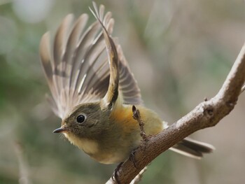 2022年2月25日(金) 不動ヶ池の野鳥観察記録