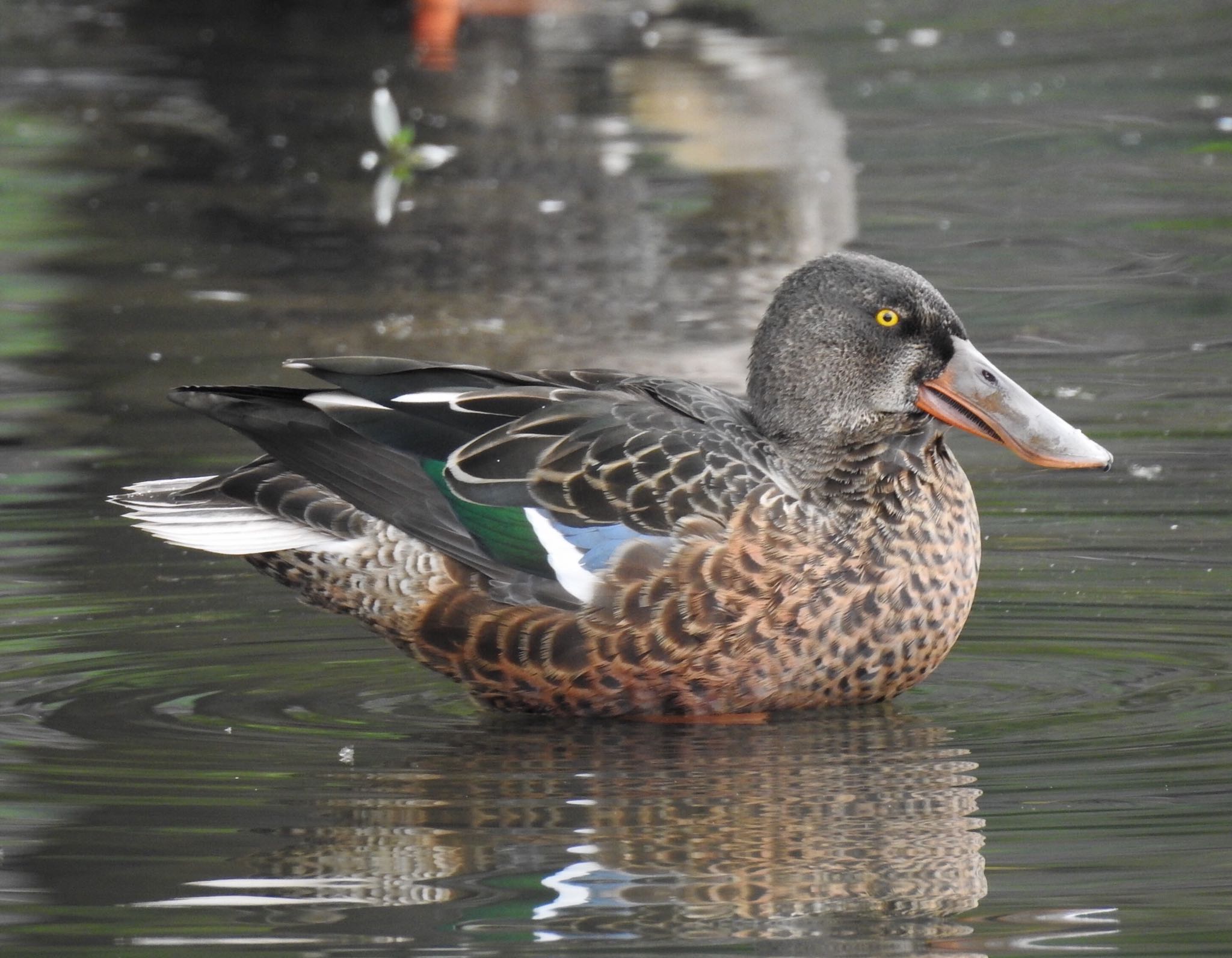 昆陽池公園 ハシビロガモ