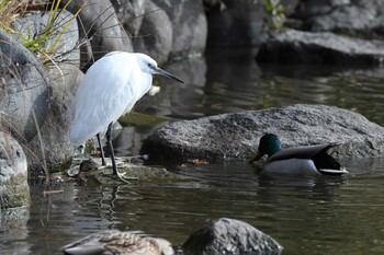 コサギ 明石公園 2021年12月31日(金)