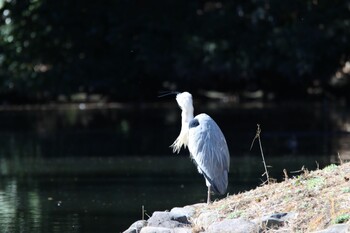 Grey Heron Unknown Spots Wed, 2/23/2022