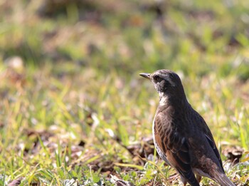 Dusky Thrush Unknown Spots Wed, 2/23/2022