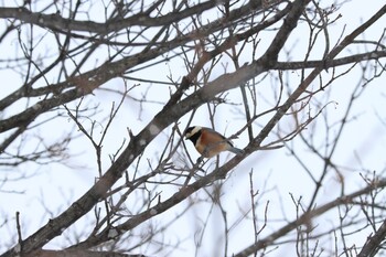 Varied Tit Makomanai Park Mon, 2/14/2022