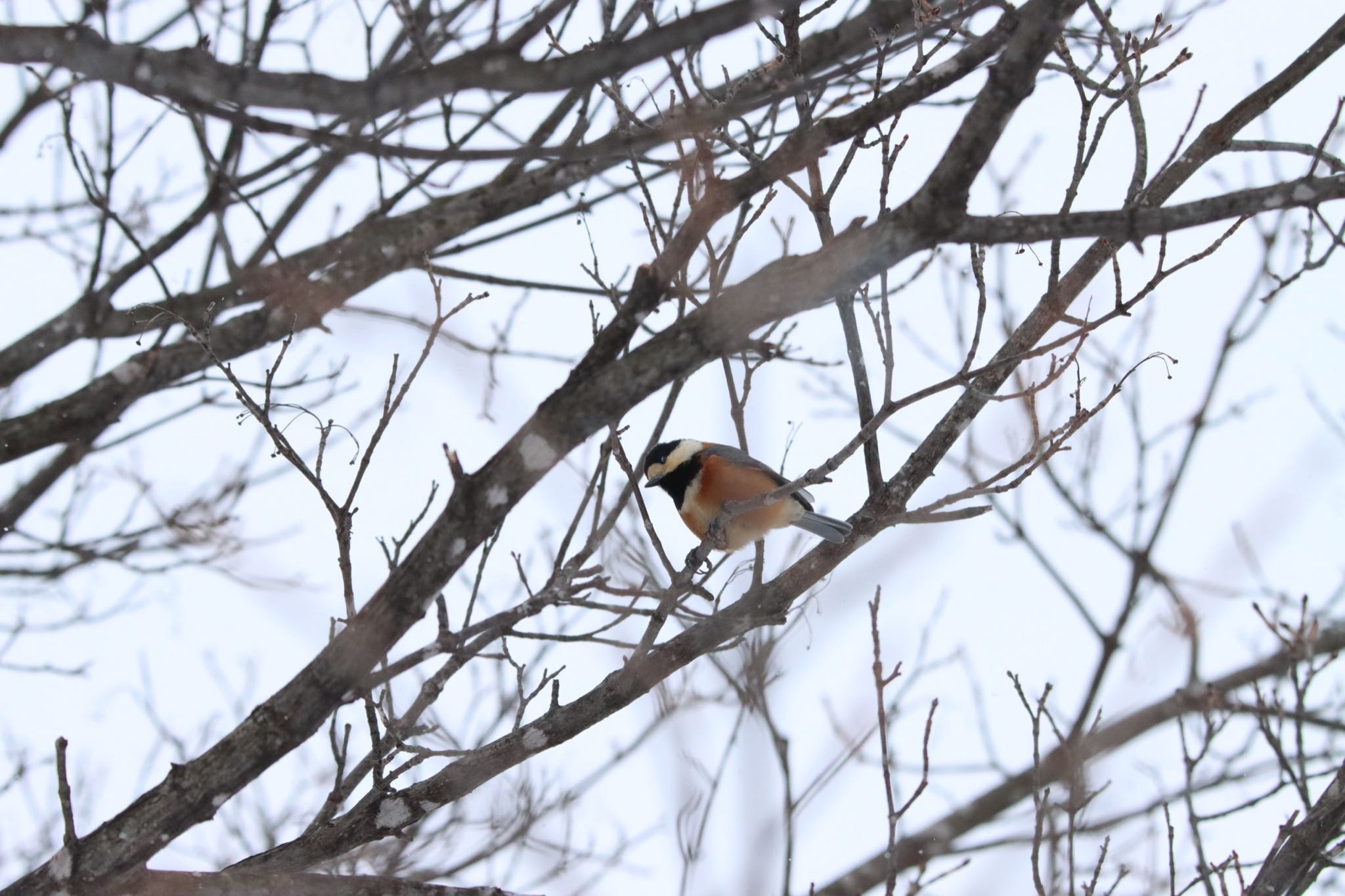 Photo of Varied Tit at Makomanai Park by Tetraodon