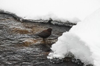 Brown Dipper Makomanai Park Mon, 2/14/2022