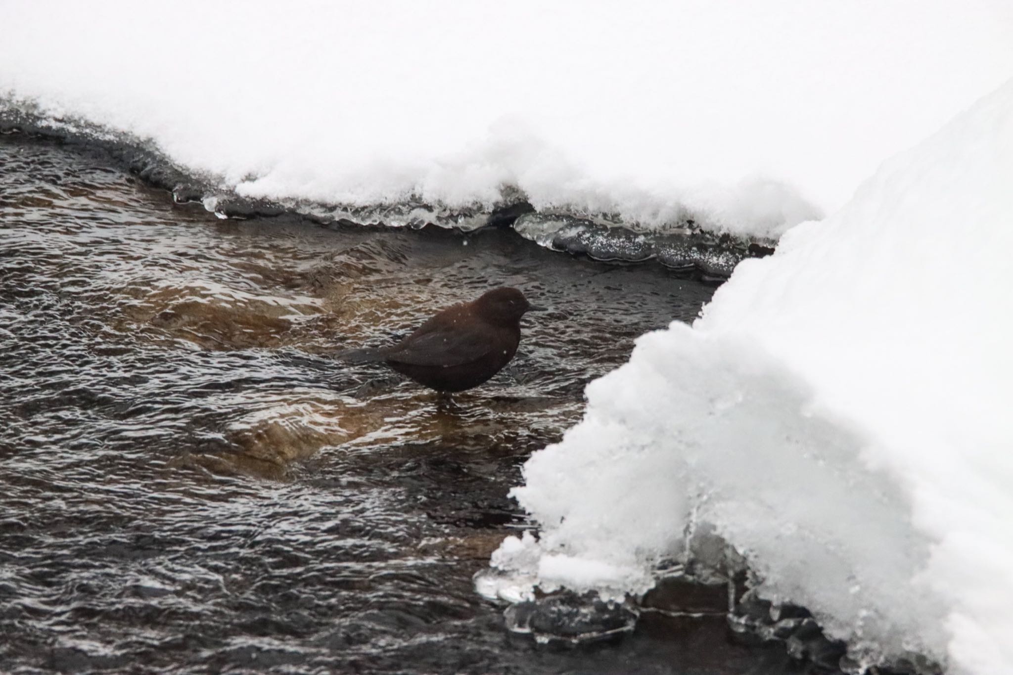 Photo of Brown Dipper at Makomanai Park by Tetraodon