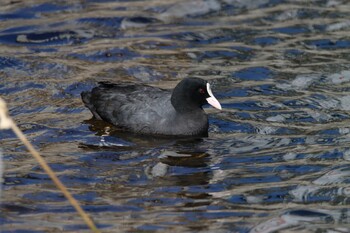 Eurasian Coot Unknown Spots Wed, 2/23/2022