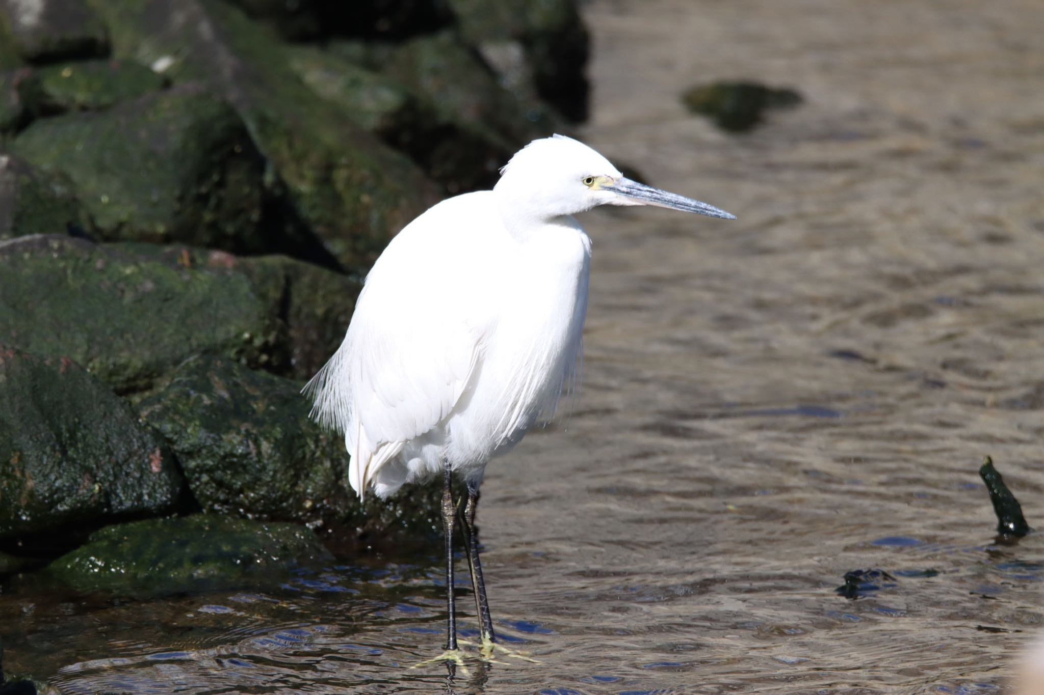 Photo of Little Egret at  by Tetraodon