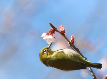 Warbling White-eye Unknown Spots Wed, 2/23/2022