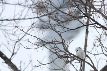 Long-tailed tit(japonicus) Unknown Spots Mon, 2/14/2022