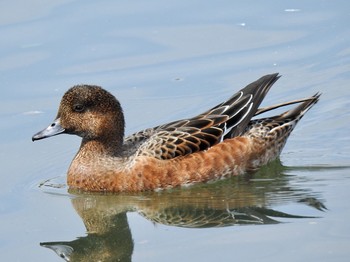 Eurasian Wigeon 兵庫県伊丹市 Sun, 9/24/2017