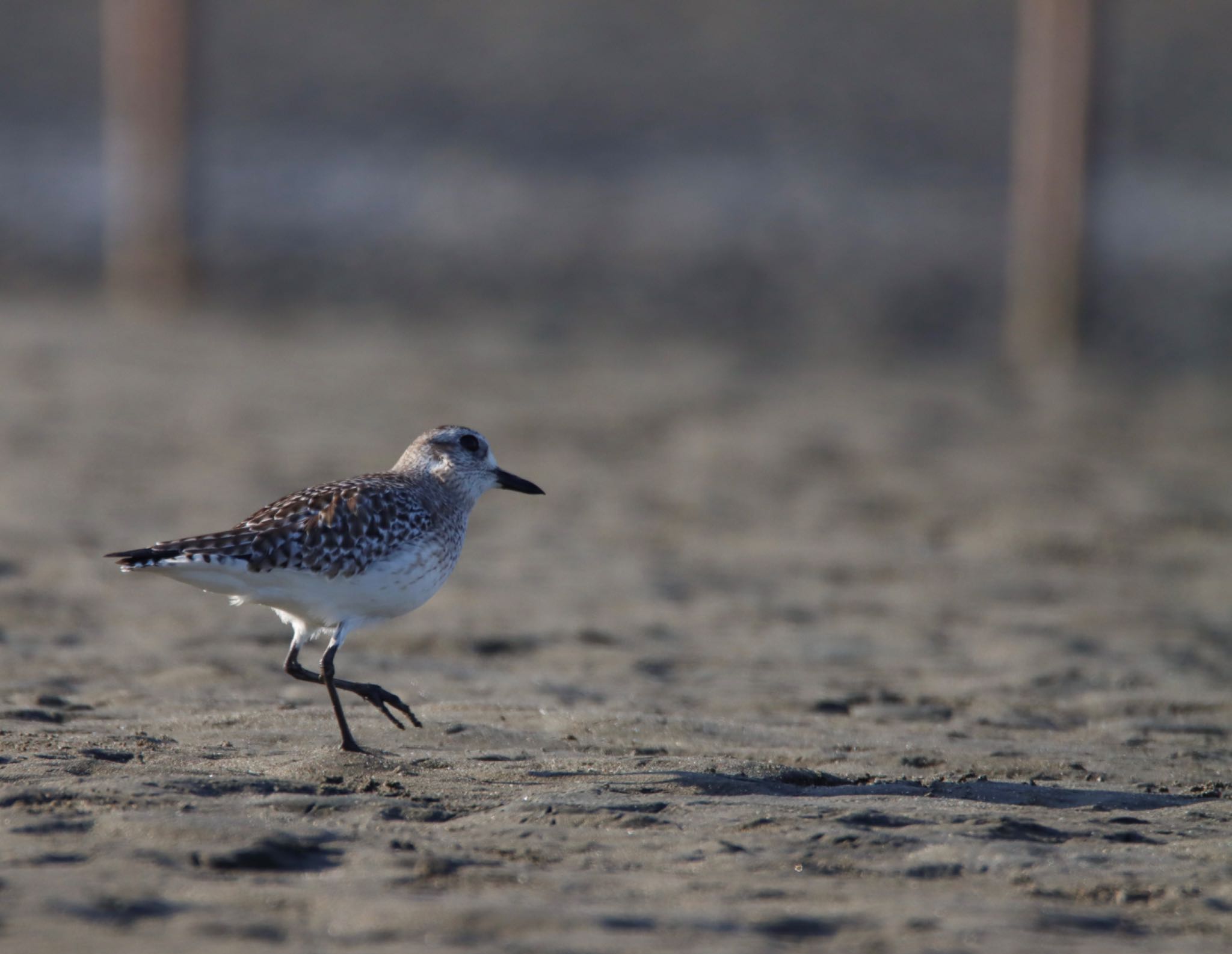 Photo of Grey Plover at  by Tetraodon