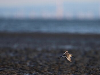 Dunlin Unknown Spots Wed, 2/23/2022