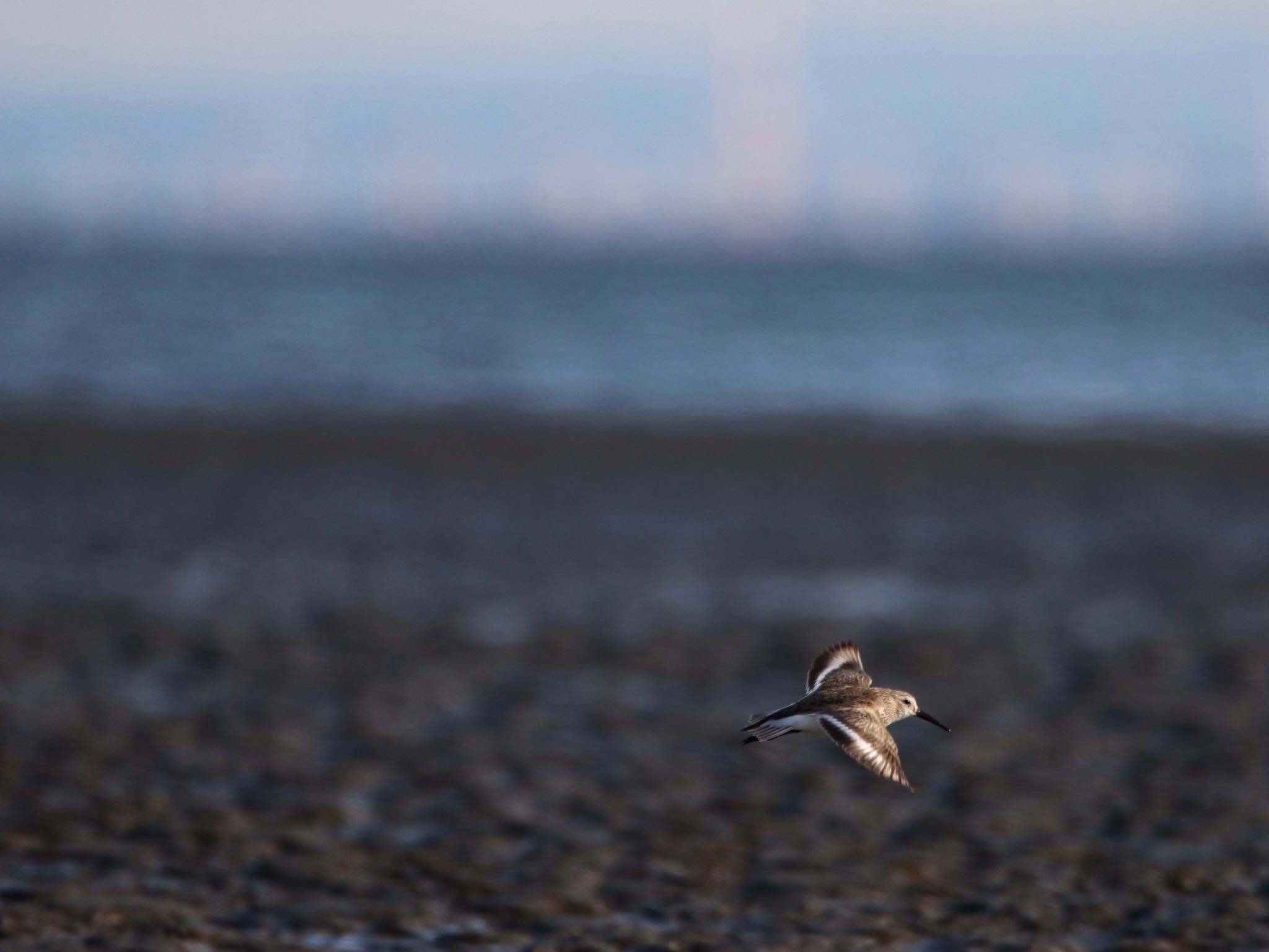 Photo of Dunlin at  by Tetraodon