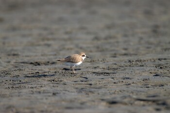 Kentish Plover Unknown Spots Wed, 2/23/2022