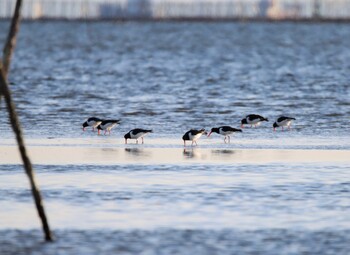 Eurasian Oystercatcher Unknown Spots Wed, 2/23/2022