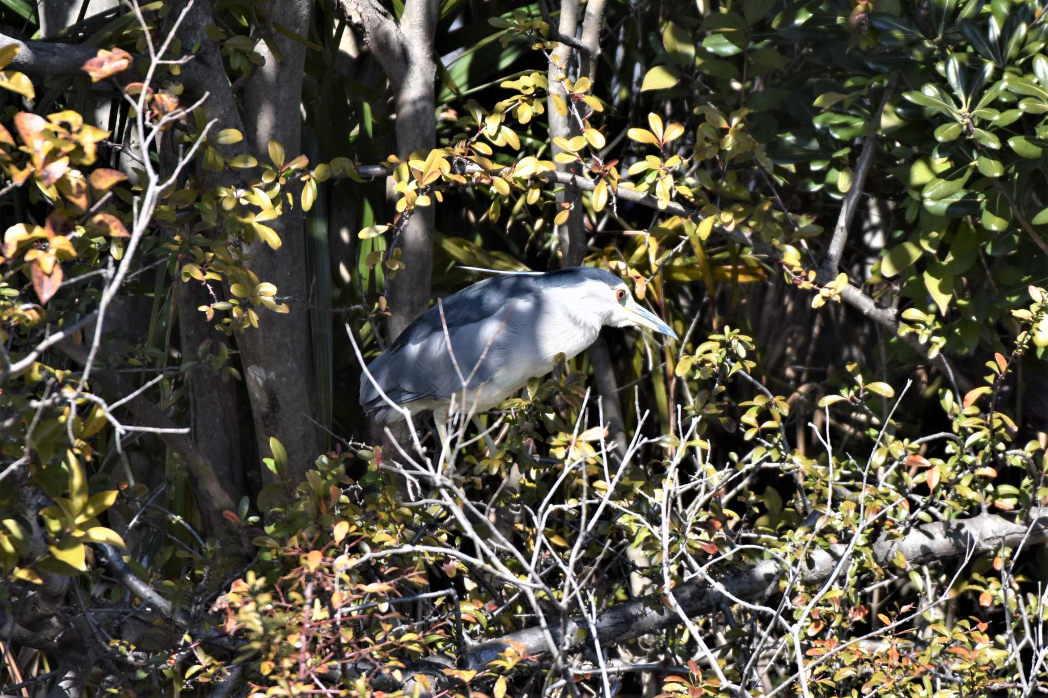 Black-crowned Night Heron