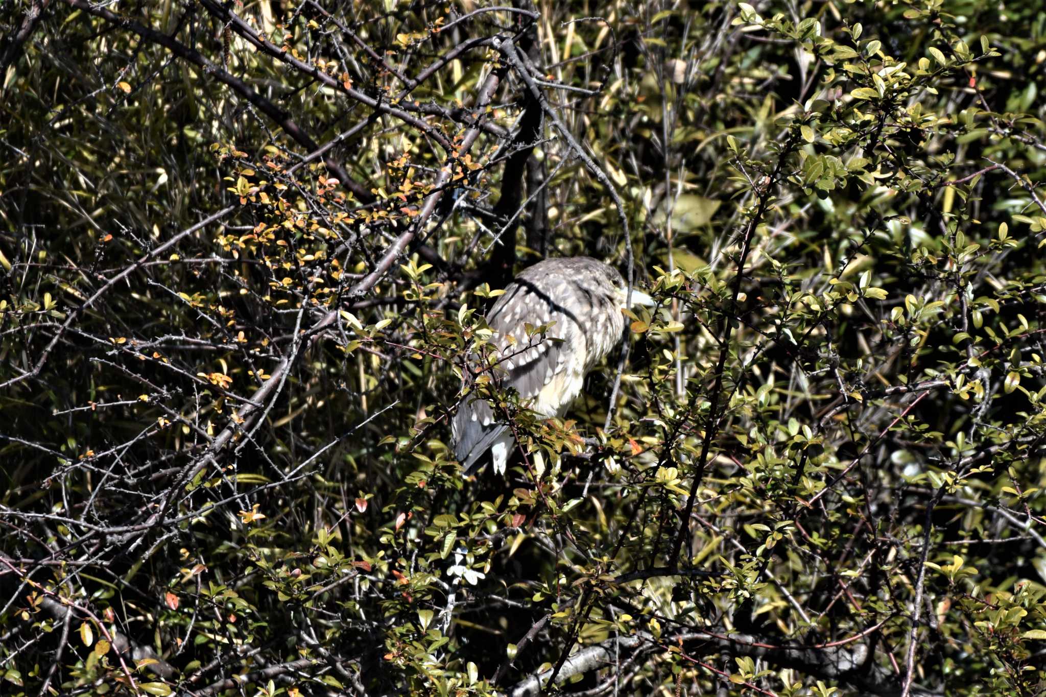 Black-crowned Night Heron