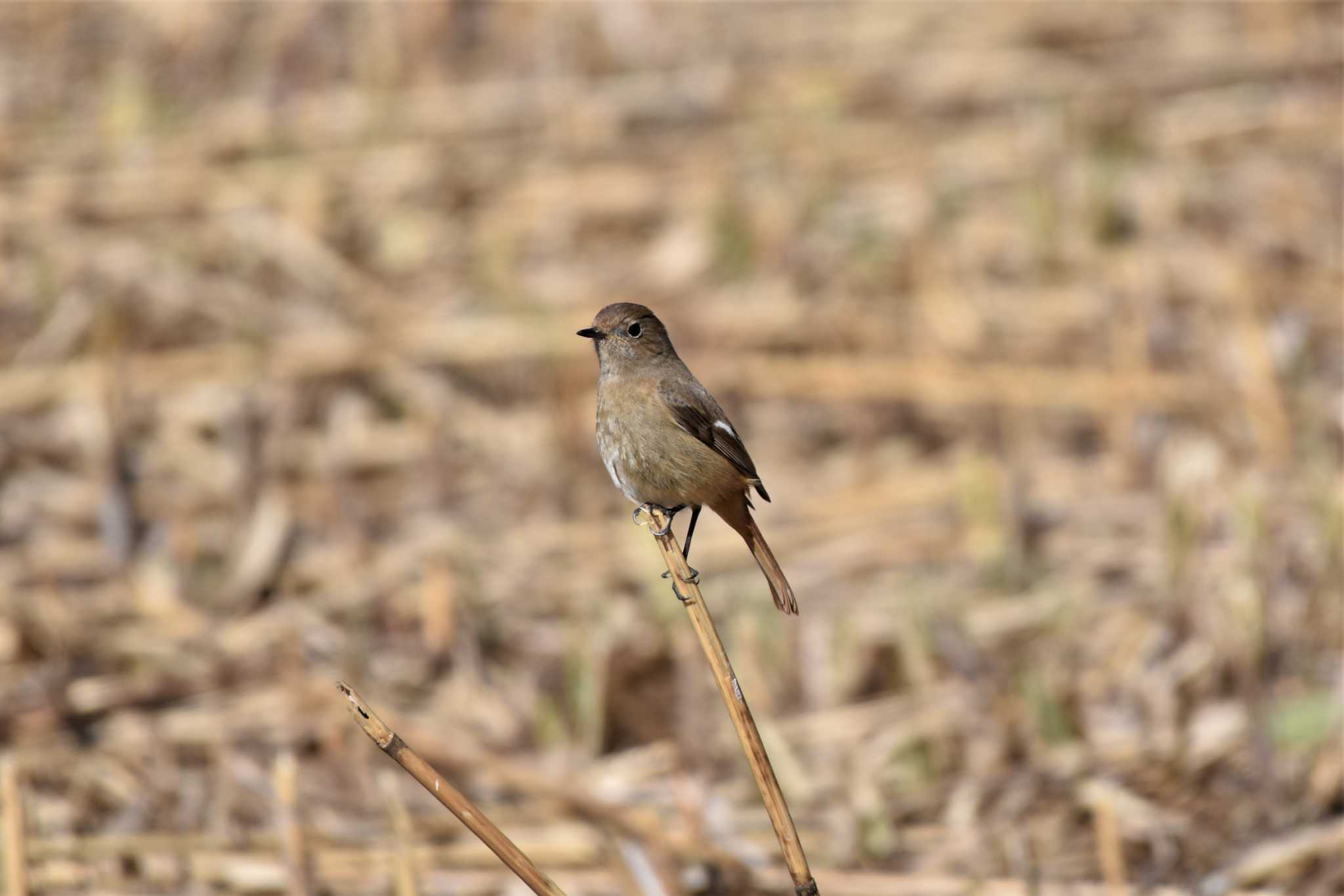 Daurian Redstart