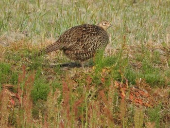 Green Pheasant あきる野市切欠付近秋川 Unknown Date