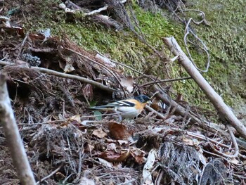 2022年2月23日(水) 早戸川林道の野鳥観察記録