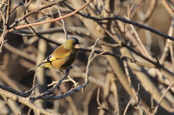 Grey-capped Greenfinch 彩湖 Wed, 2/23/2022