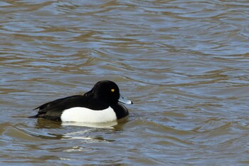 Tufted Duck 彩湖 Wed, 2/23/2022