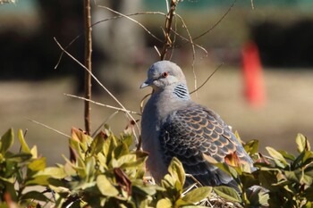 Oriental Turtle Dove 彩湖 Wed, 2/23/2022