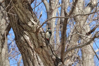 アカゲラ 亀田公園 2022年2月20日(日)