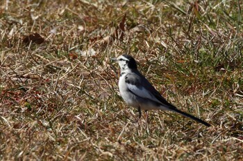 White Wagtail 彩湖 Wed, 2/23/2022