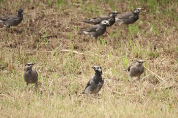 White-cheeked Starling 大黒海釣り公園 Sun, 9/24/2017