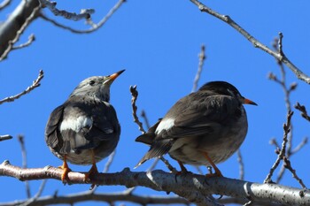 White-cheeked Starling 彩湖 Wed, 2/23/2022