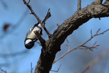 Japanese Tit 彩湖 Wed, 2/23/2022