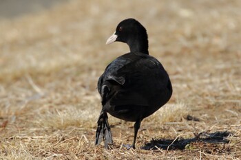 Eurasian Coot 彩湖 Wed, 2/23/2022