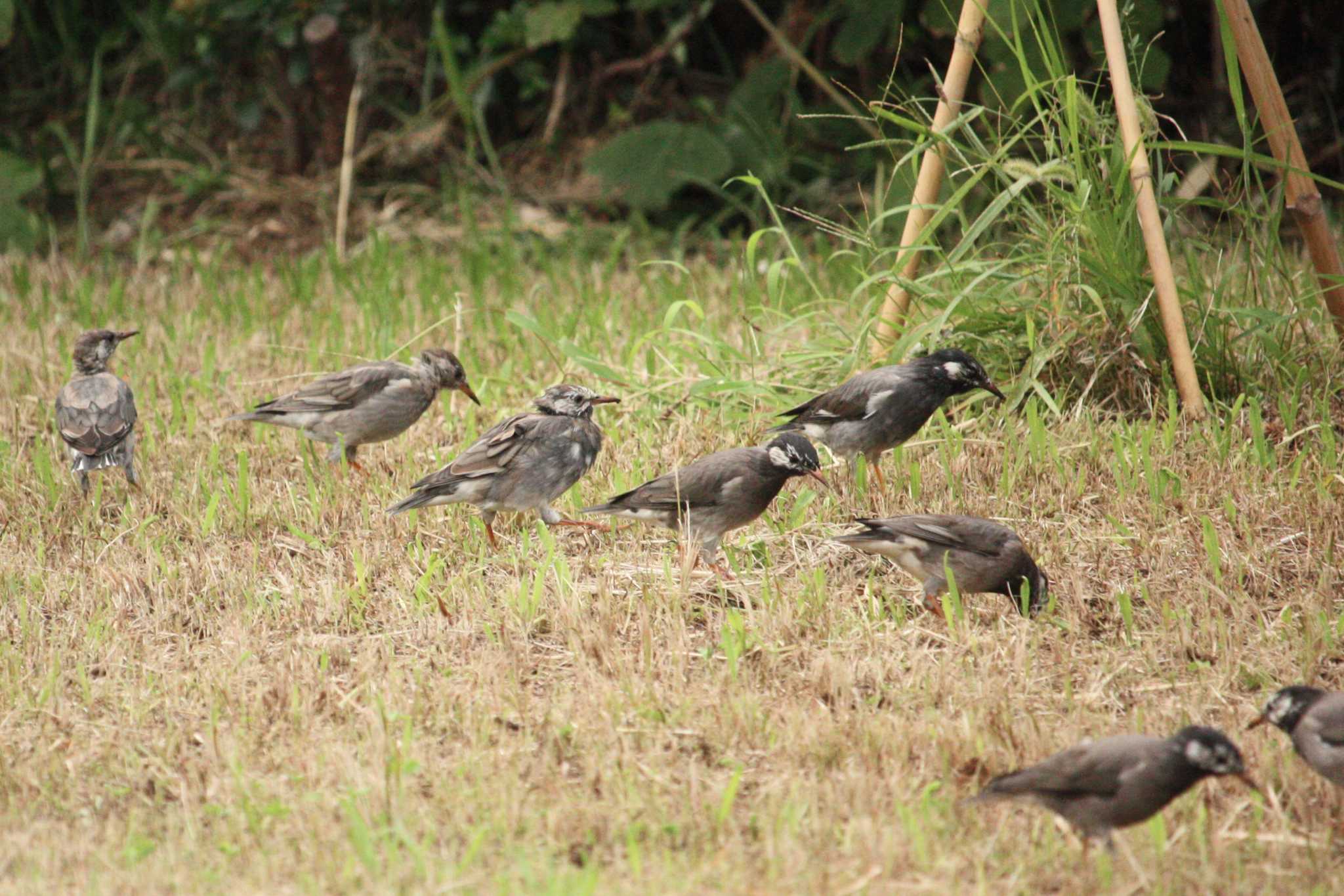 Photo of White-cheeked Starling at 大黒海釣り公園 by Yuka