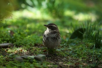 Dusky Thrush Hikarigaoka Park Wed, 2/23/2022