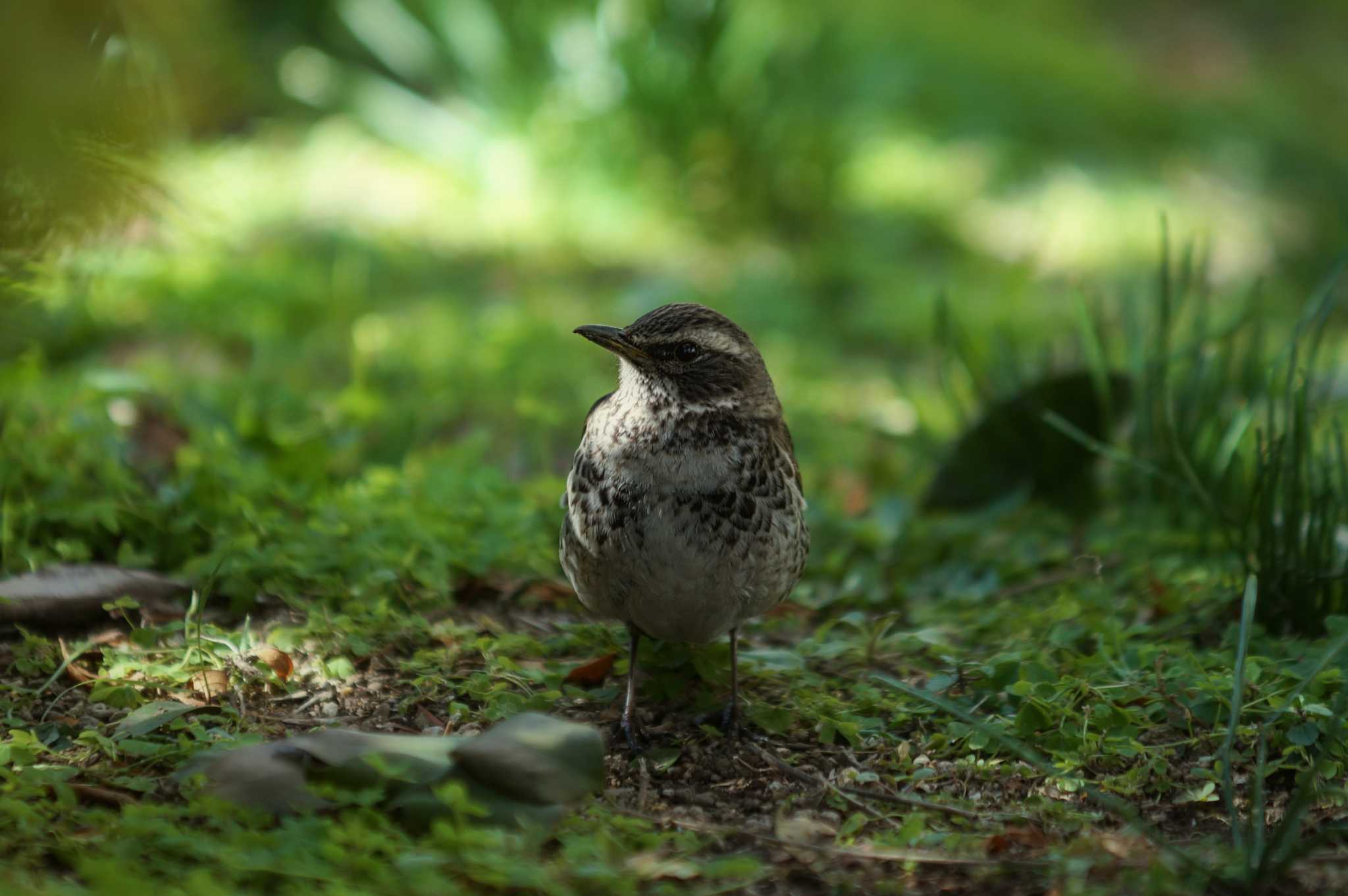 Photo of Dusky Thrush at Hikarigaoka Park by そくば