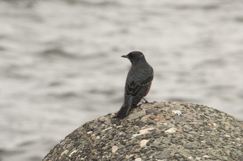 Blue Rock Thrush 大黒海釣り公園 Sun, 9/24/2017