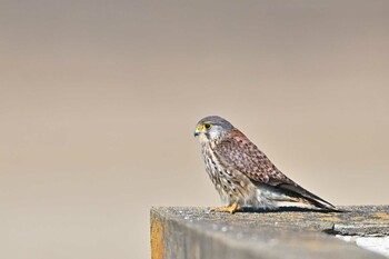 Common Kestrel 稲敷市甘田干拓 Wed, 2/23/2022