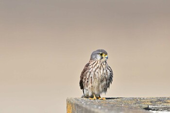 Common Kestrel 稲敷市甘田干拓 Wed, 2/23/2022