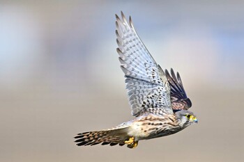 Common Kestrel 稲敷市甘田干拓 Wed, 2/23/2022