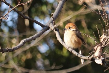 Bull-headed Shrike Akigase Park Mon, 2/21/2022