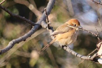 Bull-headed Shrike Akigase Park Mon, 2/21/2022