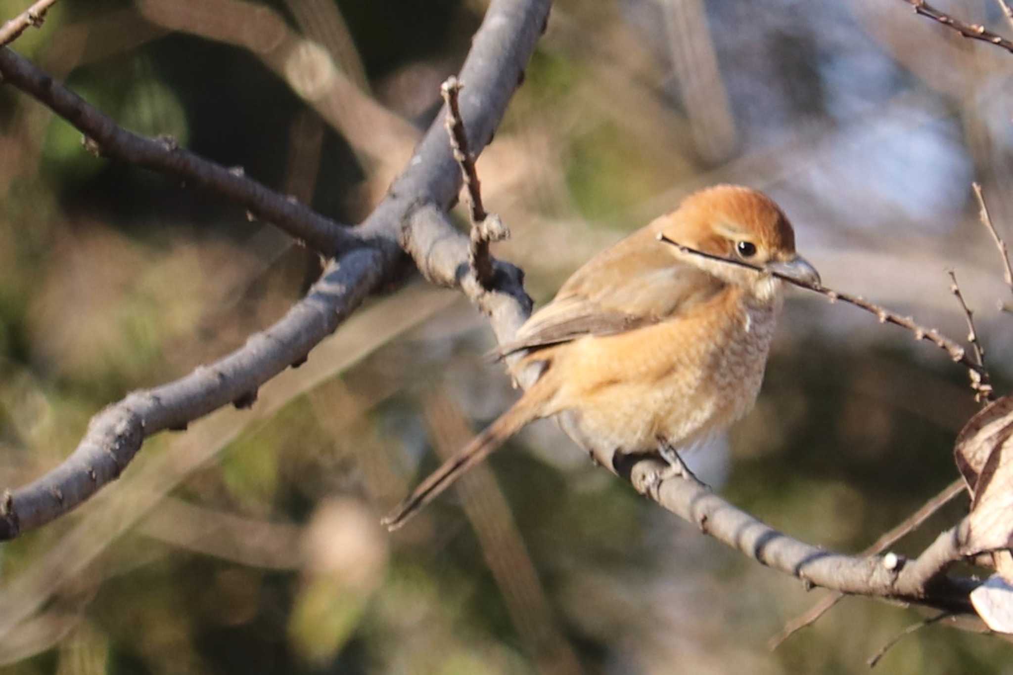 Photo of Bull-headed Shrike at Akigase Park by ジンジャー