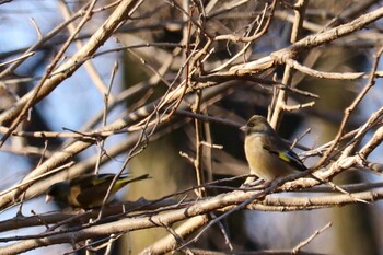 Grey-capped Greenfinch Akigase Park Mon, 2/21/2022